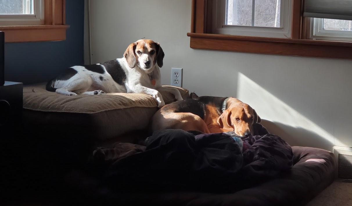 Long term boarding (10 weeks) for 2 dogs that doesn't cost more than my